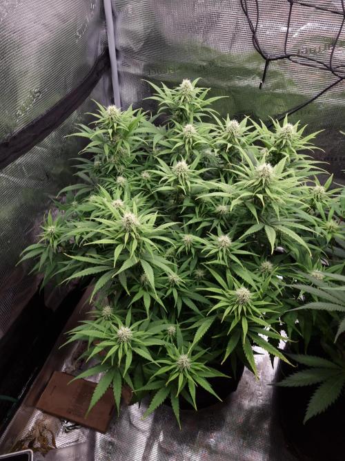 Living soil MultiGrow 3. Runde. Week 12 - Tag90 GM