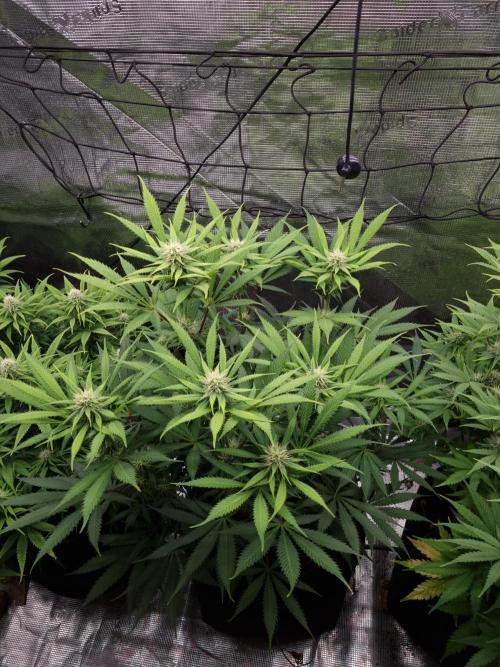 Living soil MultiGrow 3. Runde. Week 12 - Tag90 AMG