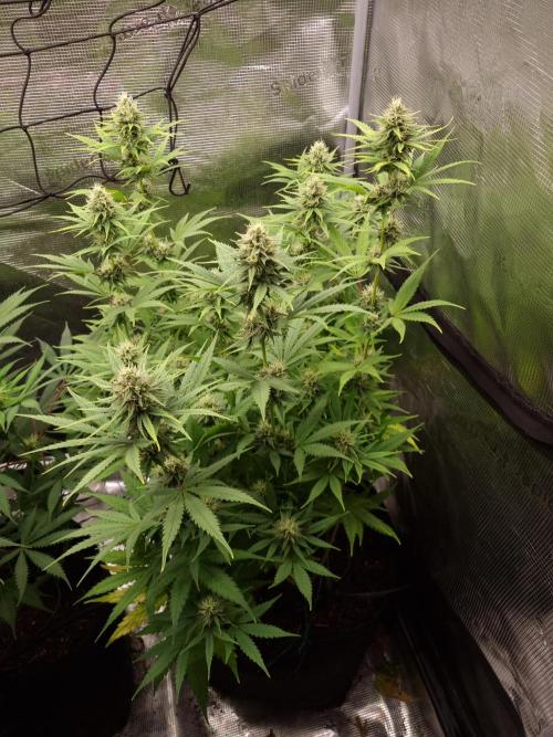 Living soil MultiGrow 3. Runde. Week 12 - Tag90 SS