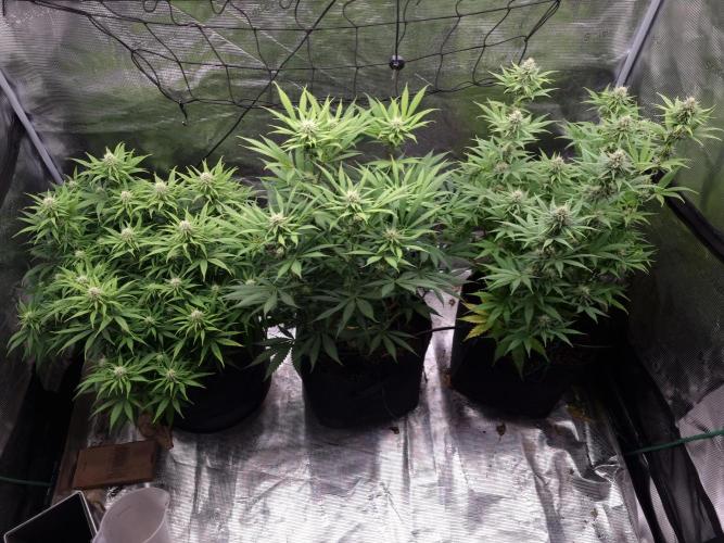 Living soil MultiGrow 3. Runde. Week 12 - Tag90 Grp.