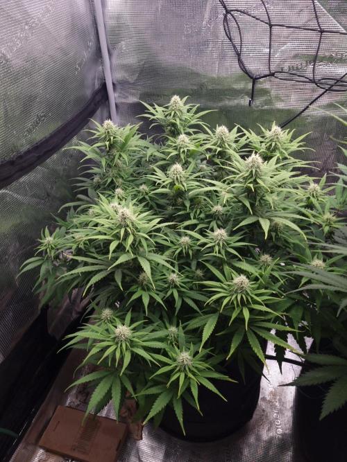 Living soil MultiGrow 3. Runde. Week 12 - Tag91 GM