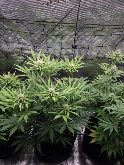 Living soil MultiGrow 3. Runde. Week 12 - Tag91 AMG