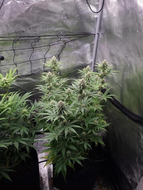 Living soil MultiGrow 3. Runde. Week 12 - Tag91 SS