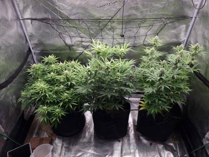 Living soil MultiGrow 3. Runde. Week 12 - Tag91 Grp.