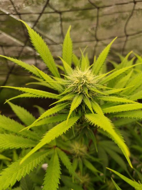 Living soil MultiGrow 3. Runde. Week 12 - Tag91 AMG nah