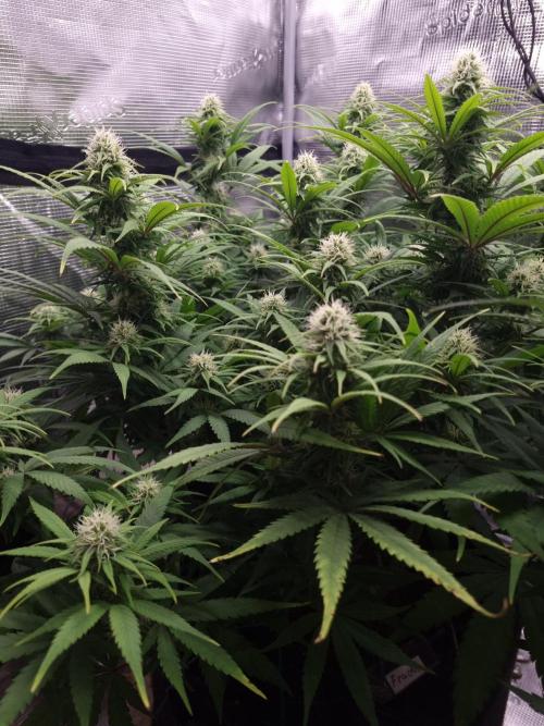 Living soil MultiGrow 3. Runde. Week 12 - Tag91 GM