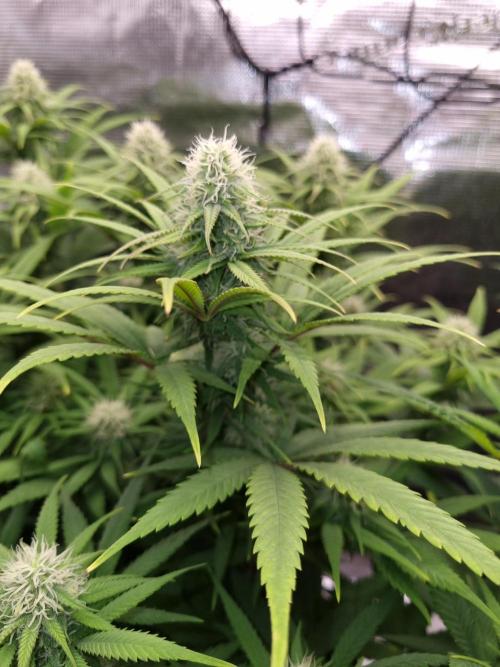 Living soil MultiGrow 3. Runde. Week 12 - Tag91 GM nah