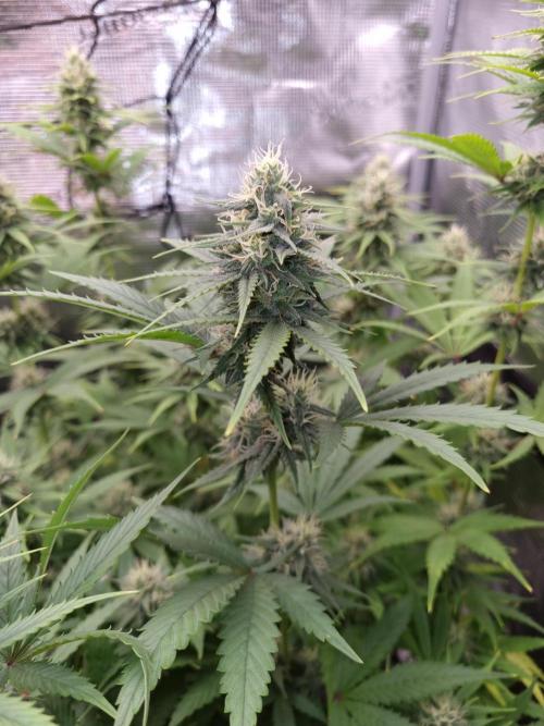 Living soil MultiGrow 3. Runde. Week 12 - Tag91 SS nah