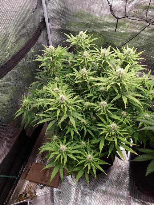 Living soil MultiGrow 3. Runde. Week 13 - Tag92 GM