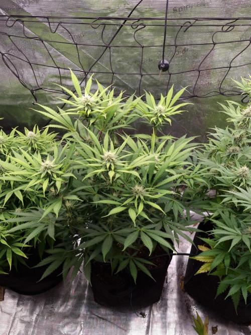 Living soil MultiGrow 3. Runde. Week 13 - Tag92 AMG