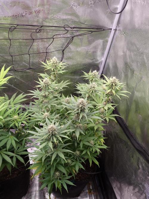 Living soil MultiGrow 3. Runde. Week 13 - Tag92 SS