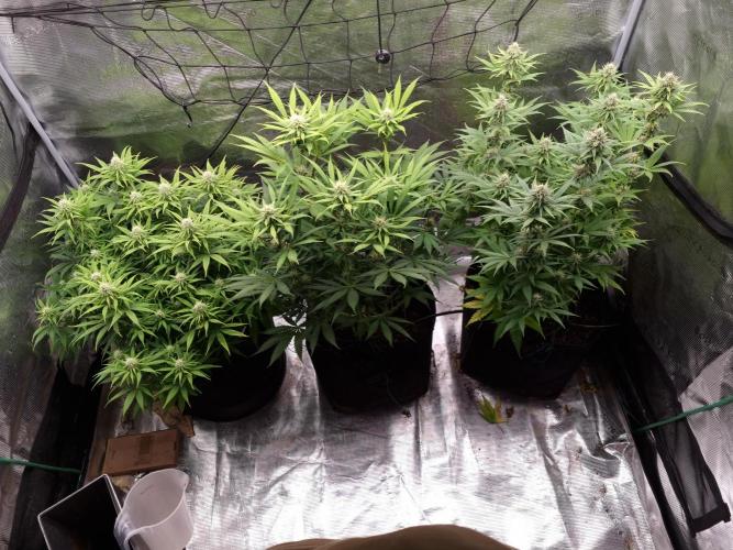 Living soil MultiGrow 3. Runde. Week 13 - Tag92 Grp.