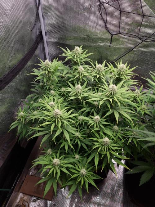 Living soil MultiGrow 3. Runde. Week 13 - Tag93 GM