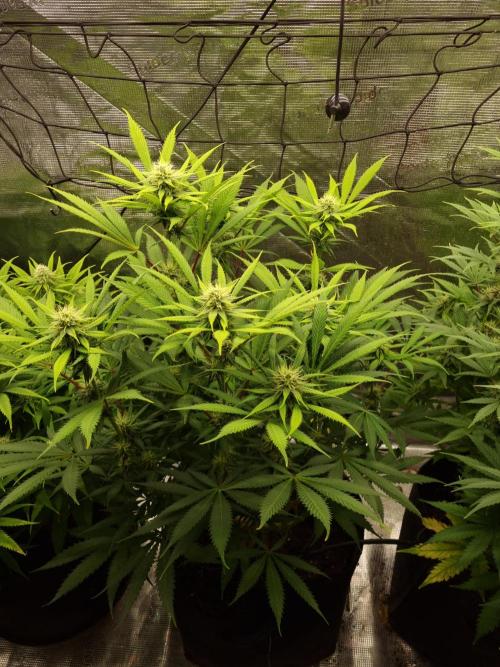 Living soil MultiGrow 3. Runde. Week 13 - Tag93 AMG