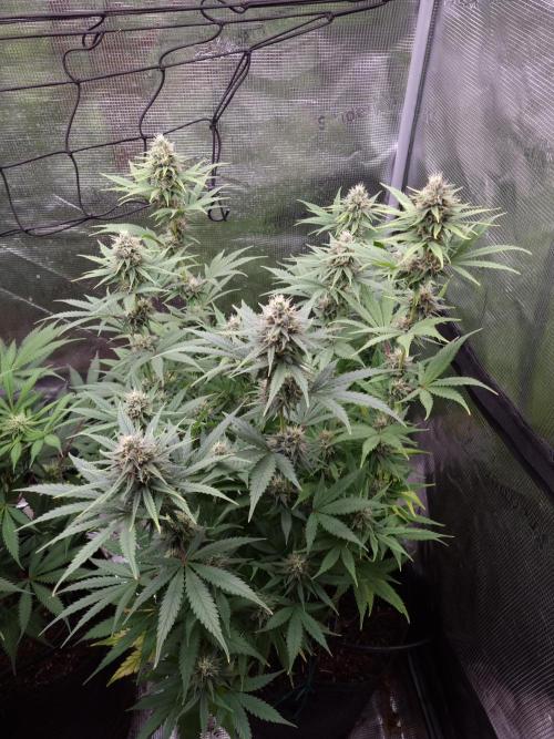 Living soil MultiGrow 3. Runde. Week 13 - Tag93 SS