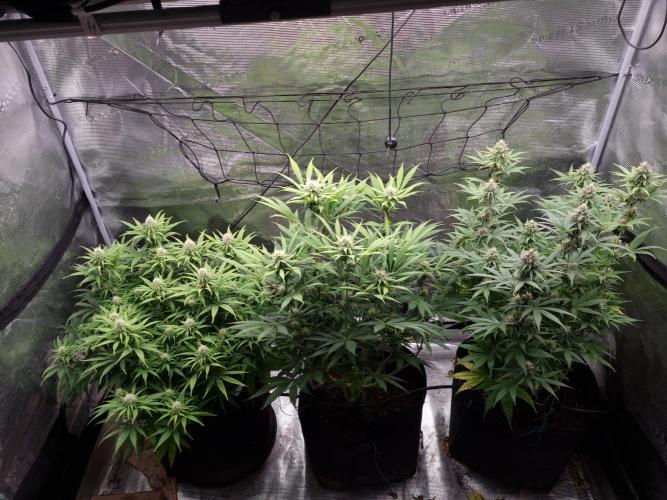 Living soil MultiGrow 3. Runde. Week 13 - Tag93 Grp.