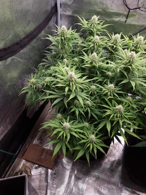 Living soil MultiGrow 3. Runde. Week 13 - Tag94 GM