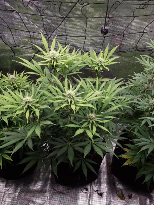 Living soil MultiGrow 3. Runde. Week 13 - Tag94 AMG