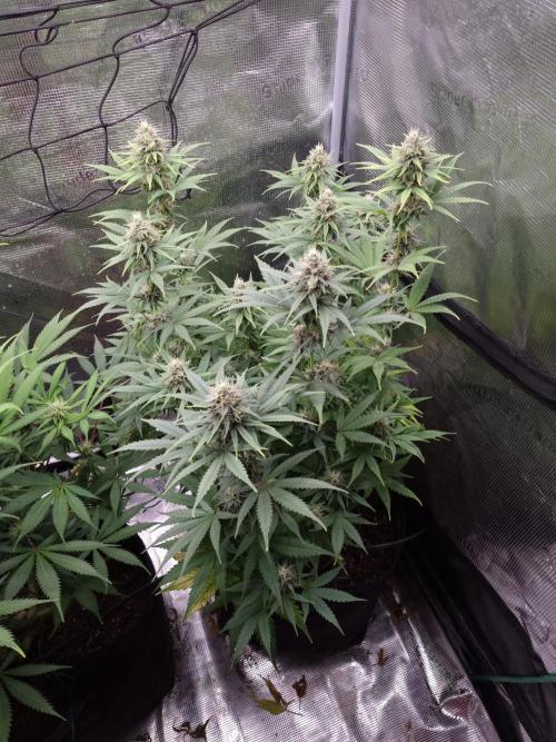 Living soil MultiGrow 3. Runde. Week 13 - Tag94 SS