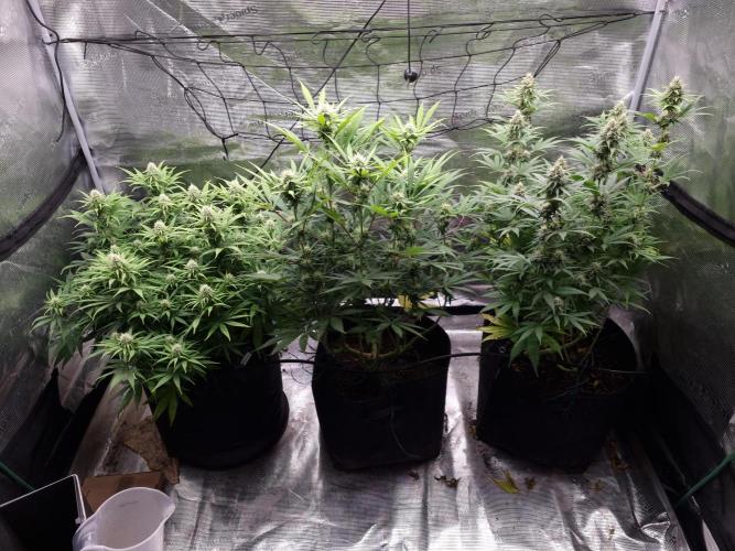 Living soil MultiGrow 3. Runde. Week 13 - Tag94 Grp.