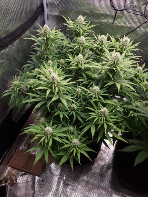 Living soil MultiGrow 3. Runde. Week 13 - Tag95 GM