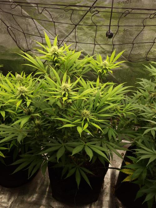 Living soil MultiGrow 3. Runde. Week 13 - Tag95 AMG