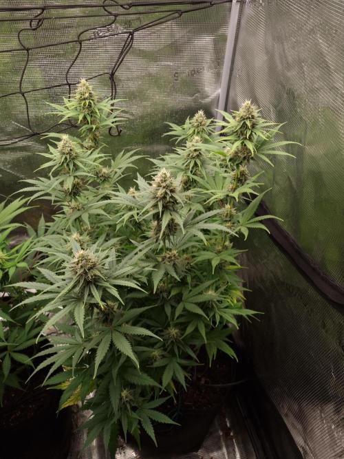 Living soil MultiGrow 3. Runde. Week 13 - Tag95 SS