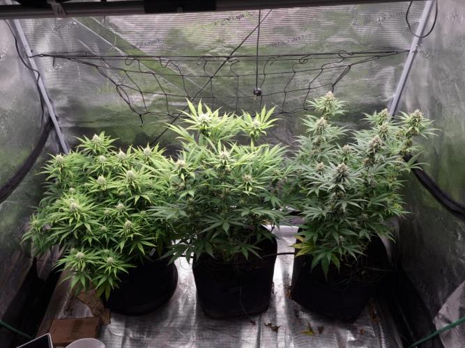 Living soil MultiGrow 3. Runde. Week 13 - Tag95 Grp.