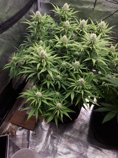 Living soil MultiGrow 3. Runde. Week 13 - Tag96 GM