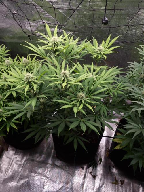 Living soil MultiGrow 3. Runde. Week 13 - Tag96 AMG