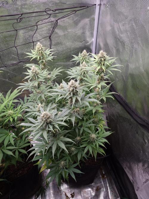 Living soil MultiGrow 3. Runde. Week 13 - Tag96 SS