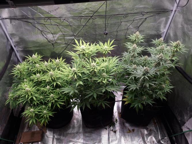 Living soil MultiGrow 3. Runde. Week 13 - Tag96 Grp.