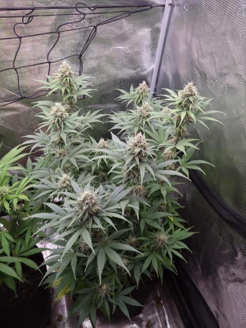 Living soil MultiGrow 3. Runde. Week 14 - Tag99 SS