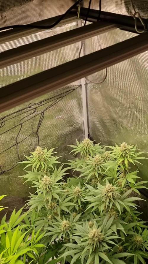 Living soil MultiGrow 3. Runde