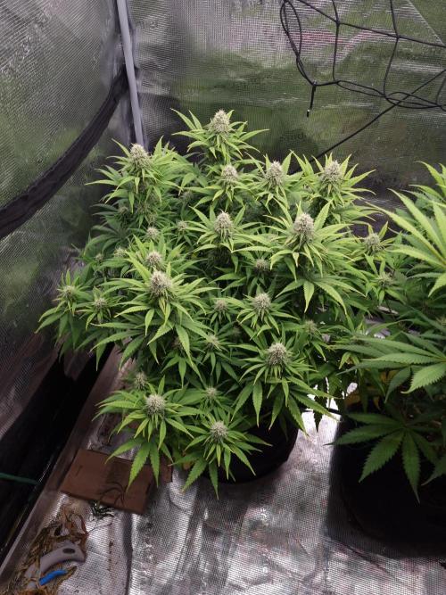 Living soil MultiGrow 3. Runde. Week 14 - Tag100 GM