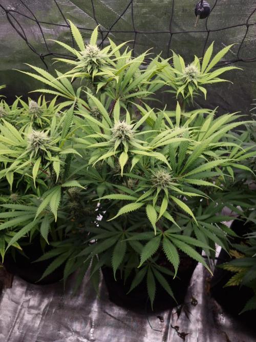 Living soil MultiGrow 3. Runde. Week 14 - Tag100 AMG