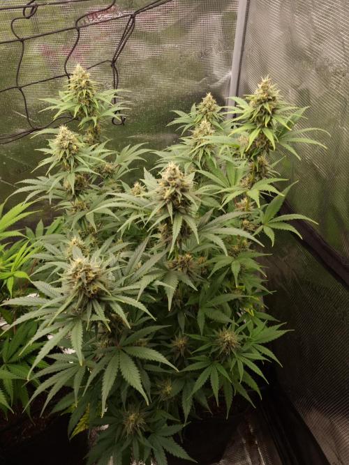 Living soil MultiGrow 3. Runde. Week 14 - Tag100  SS