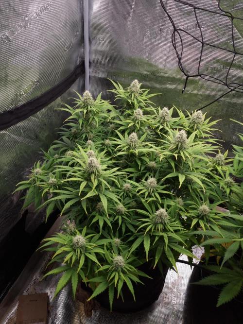 Living soil MultiGrow 3. Runde. Week 14 - Tag101 GM