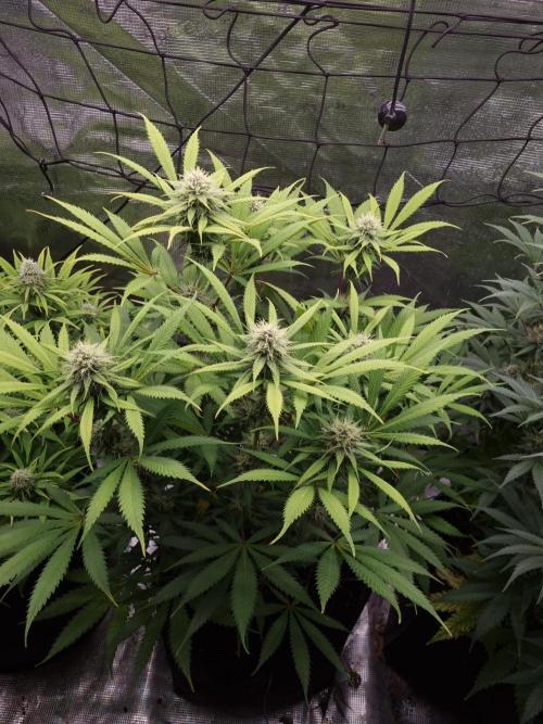 Living soil MultiGrow 3. Runde. Week 14 - Tag101 AMG