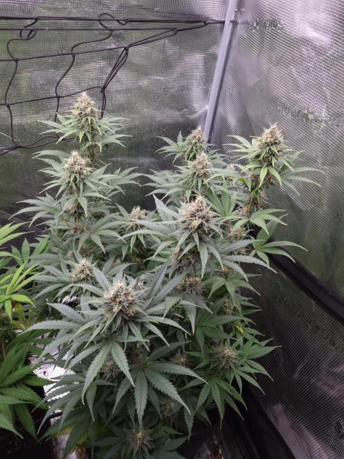 Living soil MultiGrow 3. Runde. Week 14 - Tag101 SS