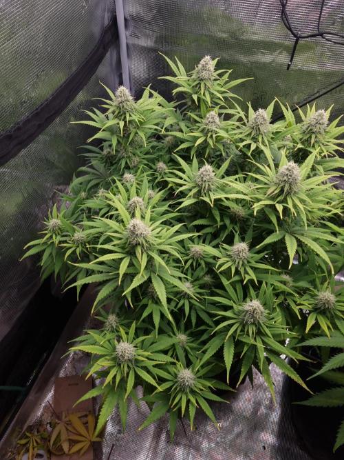 Living soil MultiGrow 3. Runde. Week 14 - Tag102 GM