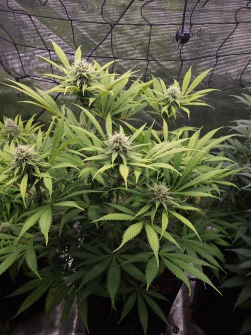 Living soil MultiGrow 3. Runde. Week 14 - Tag102 AMG 