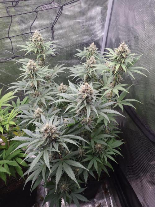 Living soil MultiGrow 3. Runde. Week 14 - Tag102 SS