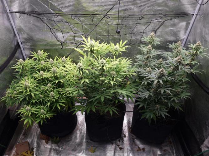 Living soil MultiGrow 3. Runde. Week 14 - Tag102 Grp.