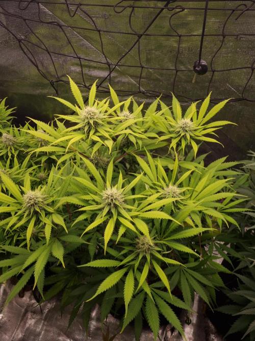 Living soil MultiGrow 3. Runde. Week 14 - Tag103 AMG