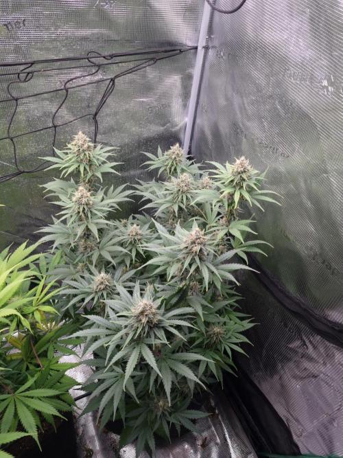 Living soil MultiGrow 3. Runde. Week 14 - Tag103 SS