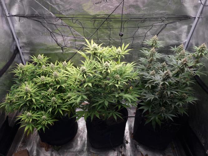 Living soil MultiGrow 3. Runde. Week 14 - Tag103 Grp.