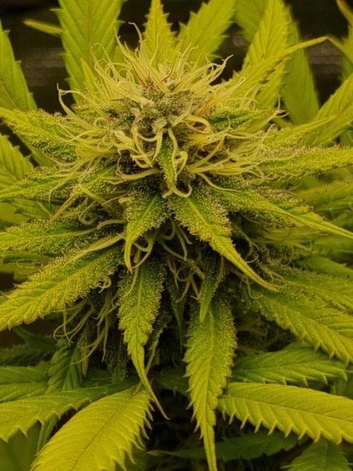 Living soil MultiGrow 3. Runde. Week 14 - Tag103 AMG