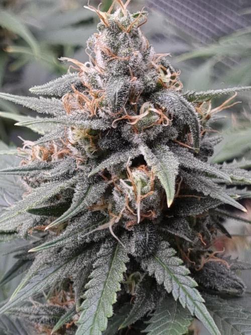 Living soil MultiGrow 3. Runde. Week 14 - Tag103 SS