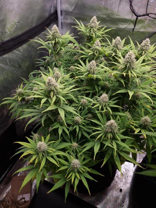 Living soil MultiGrow 3. Runde. Week 14 - Tag104 GM